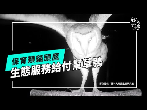 【住草叢的貓頭鷹】系列二:生態服務給付幫草鴞(公視我們的島 第1309集 2025-06-02) 【住草叢的貓頭鷹】系列二:生態服務給付幫草鴞(公視我們的島 第1309集 2025-06-02)