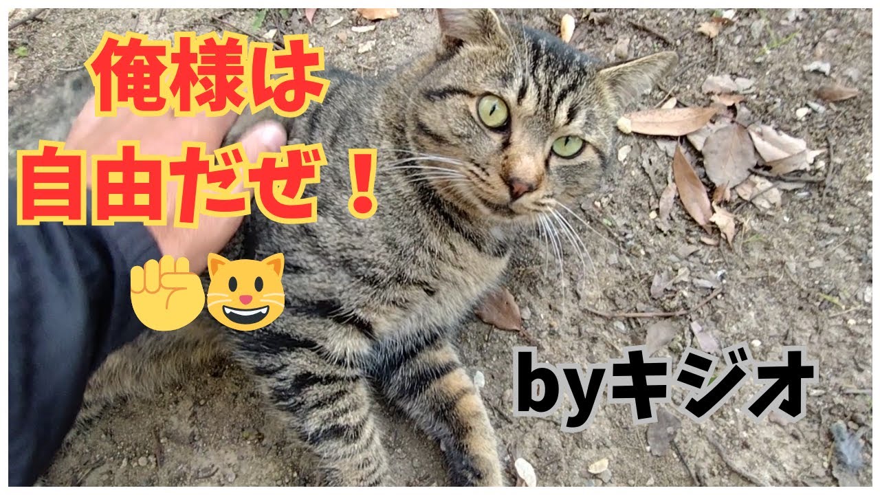 【地域猫】俺様は自由だぜ！✊😺11月撮影分のパート15です😺