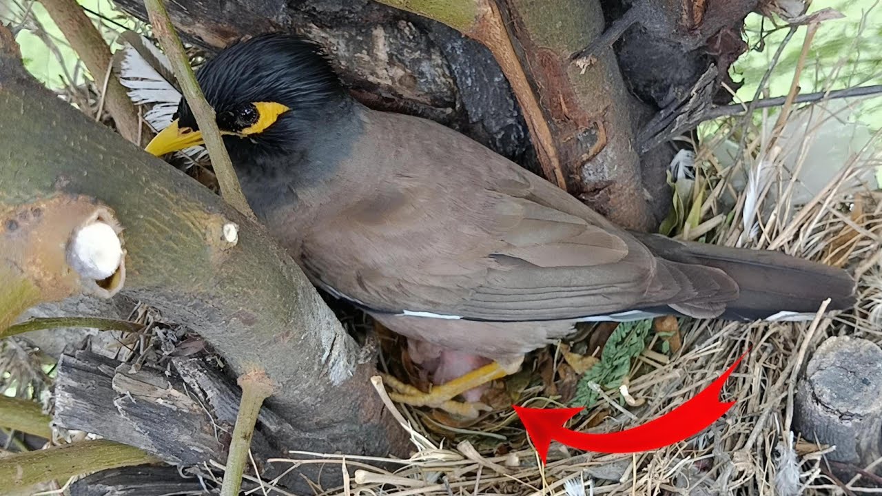 Baby Myna Birds in the Nest – Adorable Moments @onlybirds107 - YouTube