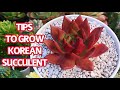 #283 SOIL MIX and WATER FOR KOREAN SUCCULENTS | HOW TO TAKE CARE OF KOREAN SUCCULENTS [subtitles]