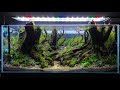 300 membuat aquascape indonesian style forest with big trees