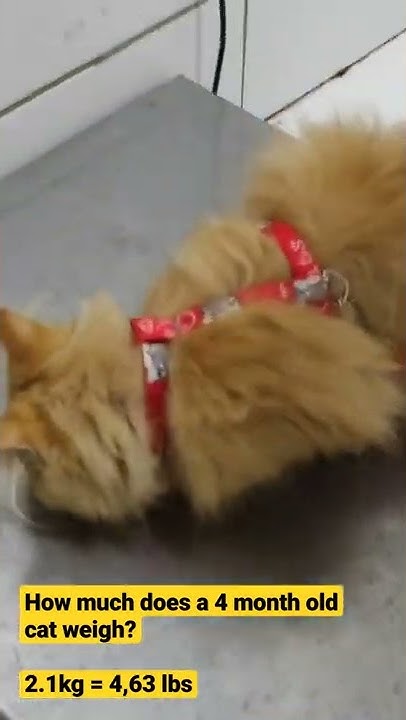 how-much-does-a-4-month-old-cat-weigh-2-1-kg-4-63-lbs-youtube