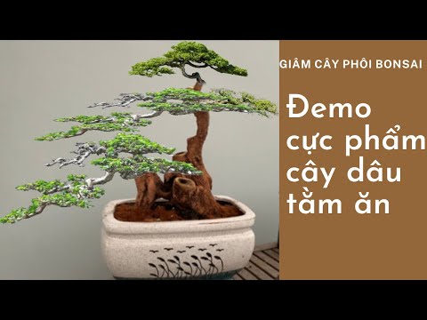 Video Demo định hình cây dâu tằm bonsai - youtube