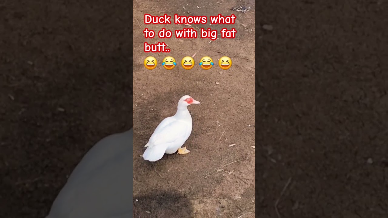 Duck got moves 
