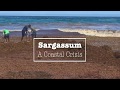 Sargassum  A Coastal Crisis