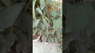 Ficus winter care/ सर्दियों मे Ficus को हरा भरा कैसे रखैं?Ficus plant #Ficus care #gardentips 🌿🪴
