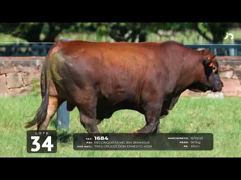 LOTE 34   TAT 1684 M Red Brangus