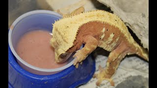 SOLVED: Help, my gecko isn't eating!!