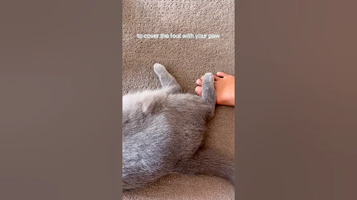 Video 11326391: british shorthair cat breed, britishshorthair cat cutecat kitten, cutecat funnycat britishshorthair, britishshorthair cat cute funnycat