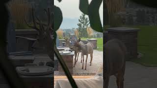 Mule Deer Crash the Bird Bath Party