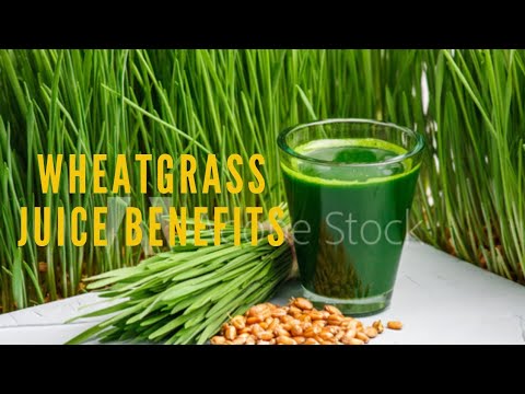 wheatgrass-benefits-|-what-you-didn't-know-about-wheatgrass-juice