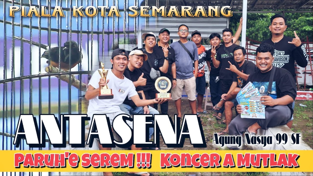 PARUH SEREM !! MURAI BATU ANTASENA JUARA PIALA KOTA SEMARANG - MAHESA JENAR ARENA