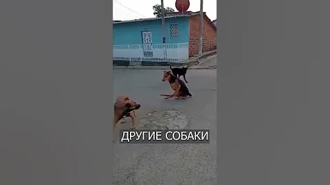 СТРАННАЯ собака ходит на передних лапах