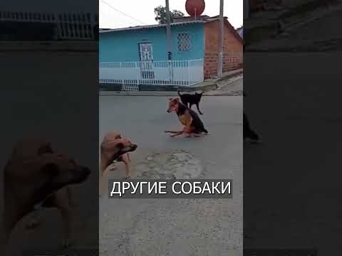 Видео: Австралийская овчарка делает дождь с очаровательным маленьким танцем