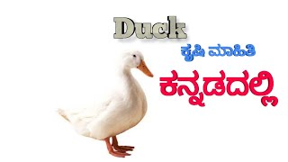 Duck farming in Kannada | ಬಾತು ಕೋಳಿ ಸಾಕಣೆ