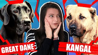 GREAT DANE VS KANGAL by Fenrir Great Dane Show 2,811 views 3 years ago 8 minutes, 9 seconds