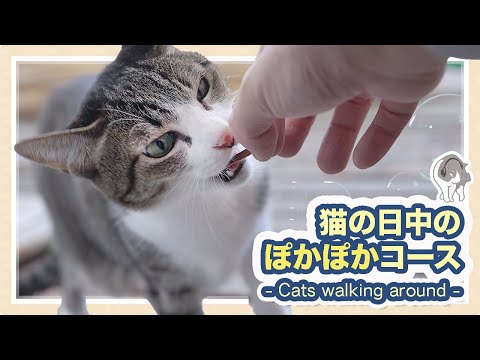 猫の日中のぽかぽかコース