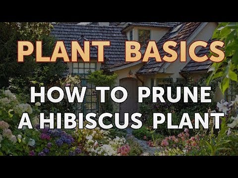 Comment tailler une plante Hibiscus