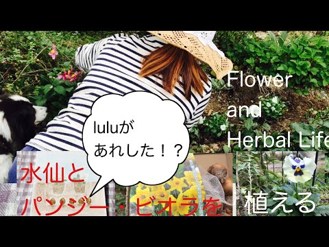 水彩画原画水仙とパンジー春のガーデン 水彩画原画水仙とパンジー春のガーデン