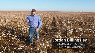 Everything you wanted to know about growing cotton