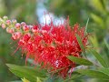 Callistemon citrinus