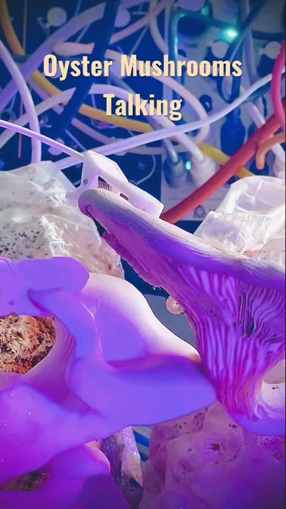 #oystermushrooms talking #mushrooms #mushroommusic #mycology