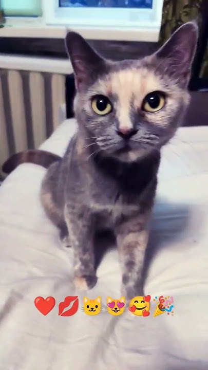 МЫШКА САМАЯ КРАСОТКА, 💋 💋 💋ПОДПИСКА И ЛАЙК 💋 КОММЕНТ💋 🎉🥰😻🐱🍌🎂🍹 ️🐈🐁☀️🤩💋 🎉 ...