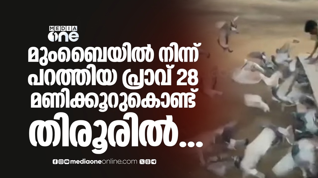 മുംബൈയിൽ നിന്ന് പറത്തിയ പ്രാവ് 28 മണിക്കൂർ കൊണ്ട് തിരൂരെത്തി; തിരൂർ സ്വദേശി ഷാനവാസ് വിജയിയായി