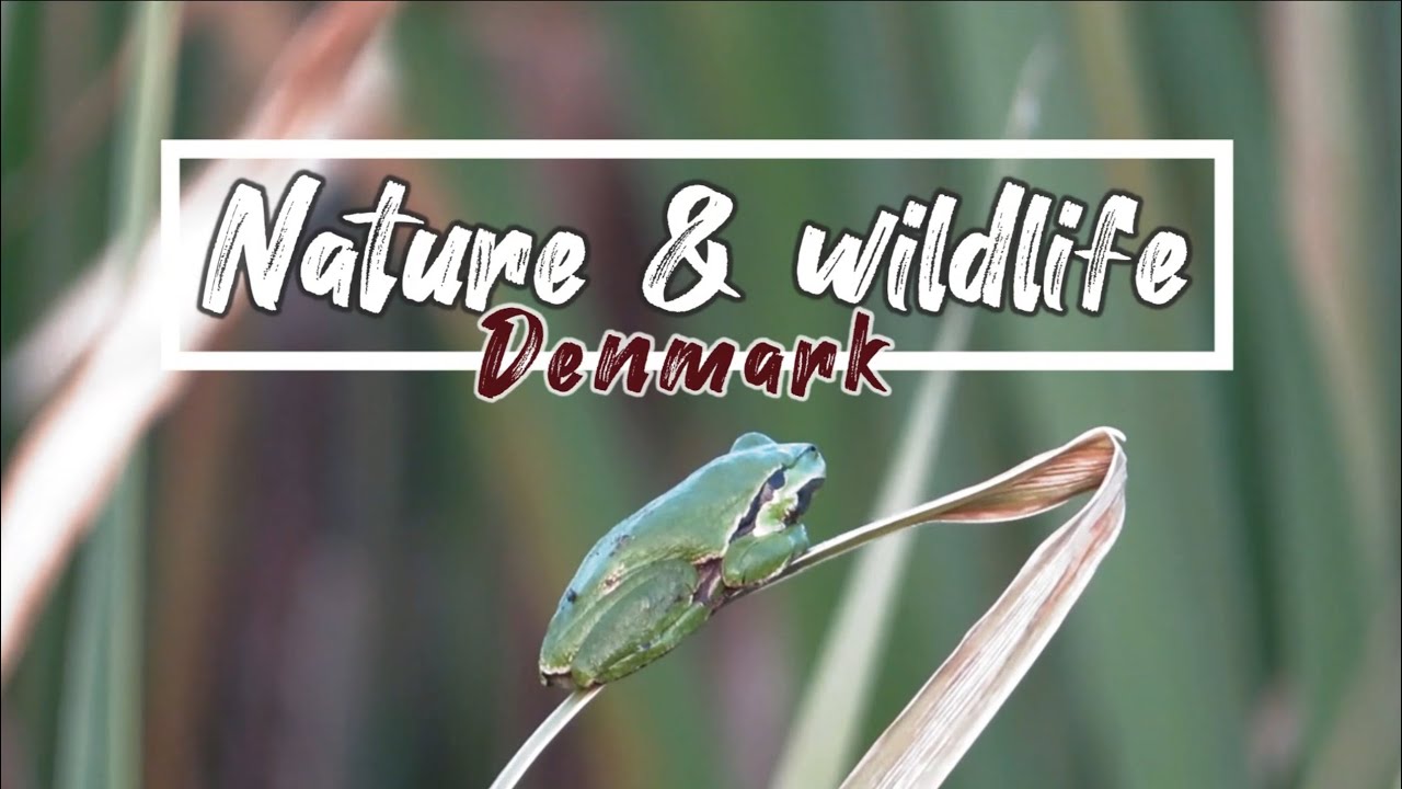 Nature & Wildlife: Denmark