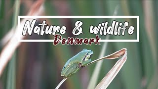 Nature & Wildlife: Denmark