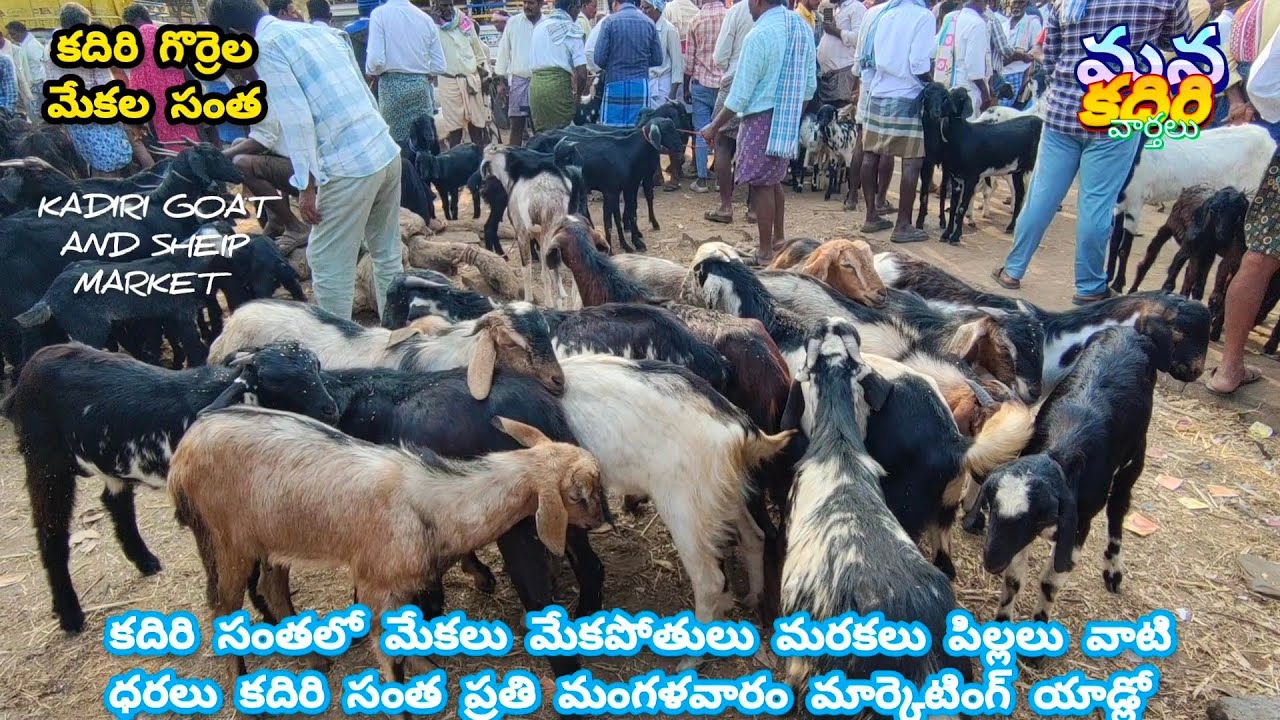 24/2/26Kadiri goat and sheep market కదిరి గొర్రెల మేకల సంత మేకలు మేకపోతులు మరకలు వాటి ధరలు
