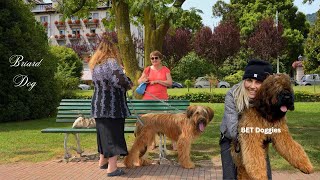 Intelligent Briard Dog, Long and flowing coat, A strong bond with its family,