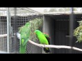 Crimson (Red) Winged Parrots | BirdSpyAus