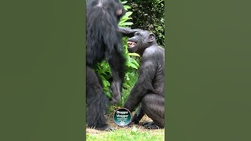 Chimpanzee Interaction: Eric And Alice