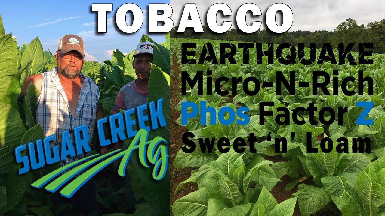 big tobacco conspiracy Big Tobacco, Big Lawsuits  Yale University Library Online Exhibitions