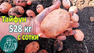 Тайфун в жарком климате от посадки до урожая 🥔 Выращивание картофеля 🌿 Опыт Гордеевых