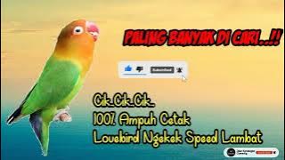 Masteran Lovebird Speed Lambat.. Terbaik Untuk Cetak Lovebird Durasi Panjang