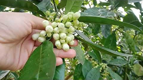 phun thuốc nấm  . nhện  rày rệp.bon phân cho bưởi chuẩn bị nở hoa0348084682