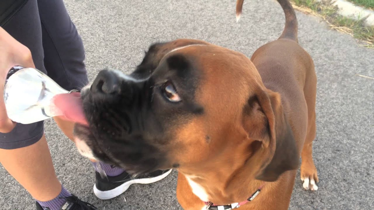 Boxer dog's drinkin from bottle - YouTube