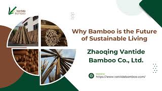 Why Bamboo is the Future of Sustainable Living   Vantide Bamboo