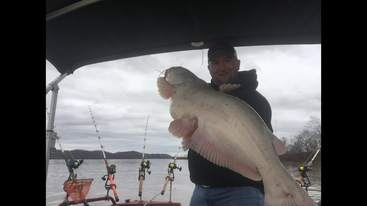 West Virginia Blue Catfish (tips and tricks to catching more blue