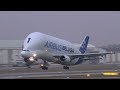 Super Transporter Airbus A300 Beluga Landing / Take off at Airbus Plant Hamburg