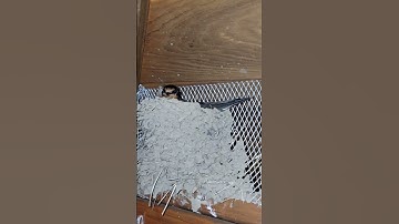 Barn swallow bird is sitting on nest #wildbirds #nature #birdhouse #birdnest #birdsworld