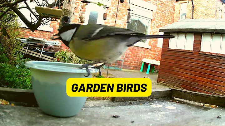 Garden Birds And More Garden Birds