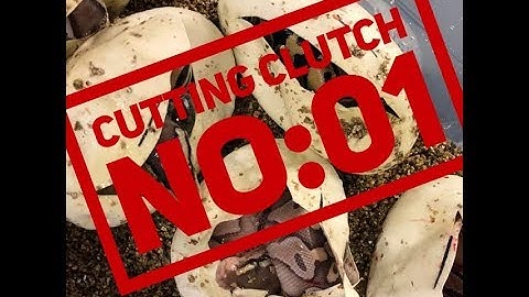 Ball python egg cutting clutch no:01