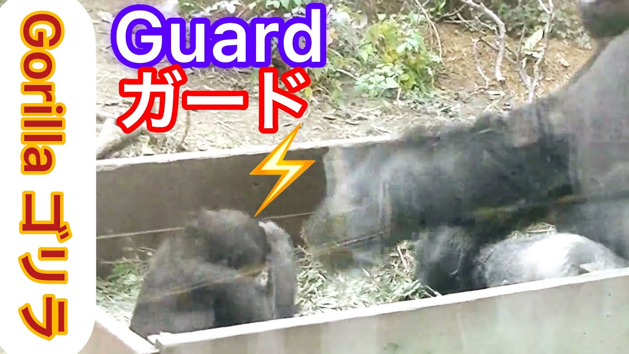 ゴリラ パンチ 力