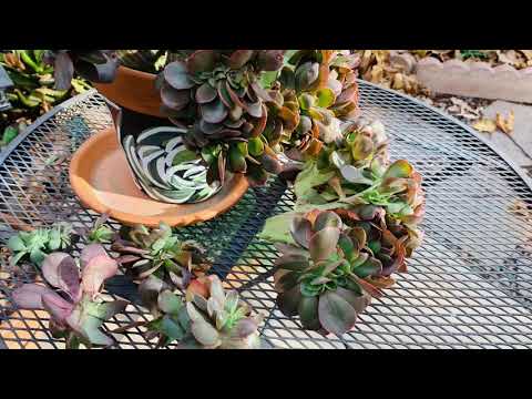 Video: Što je crested succulent - informacije o crested sukulentima