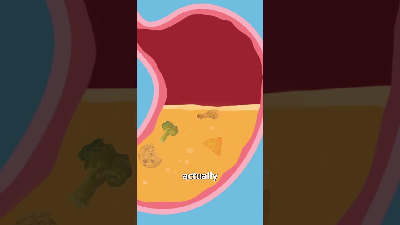 Why Your Stomach Growls 