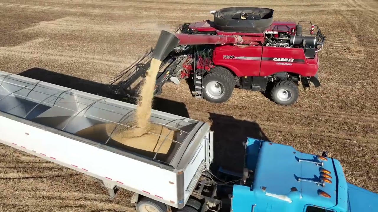 Iowa Soybean Harvest With Case Ih 7230 Combine and 40 foot Mac Don Draper