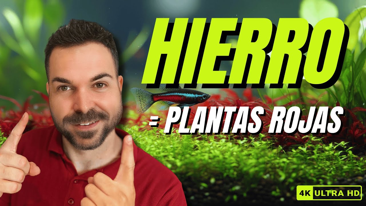 HIERRO = PLANTAS ROJAS 🔥🌿 El Truco QUE MARCA LA DIFERENCIA